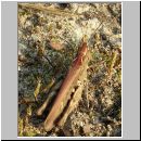 Chorthippus biguttulus - Nachtigall-Grashuepfer 03.jpg